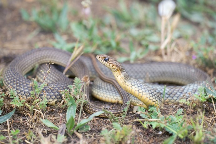 Желтобрюхий полоз (Dolichophis caspius)