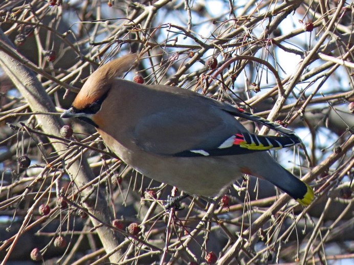 Garrulus glandarius glandarius