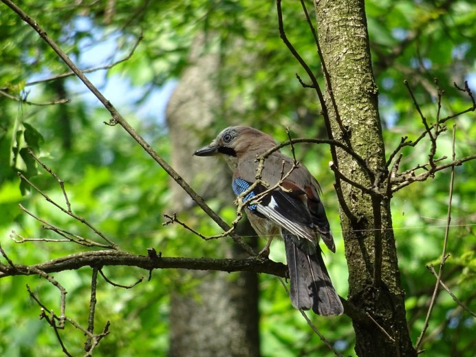 Зяблик (fringilla COELEBS)