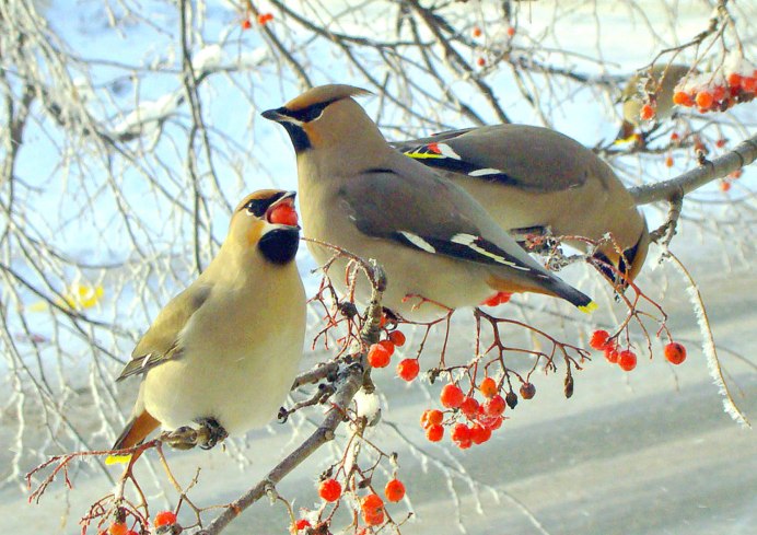 Зеленушка (Chloris Chloris)