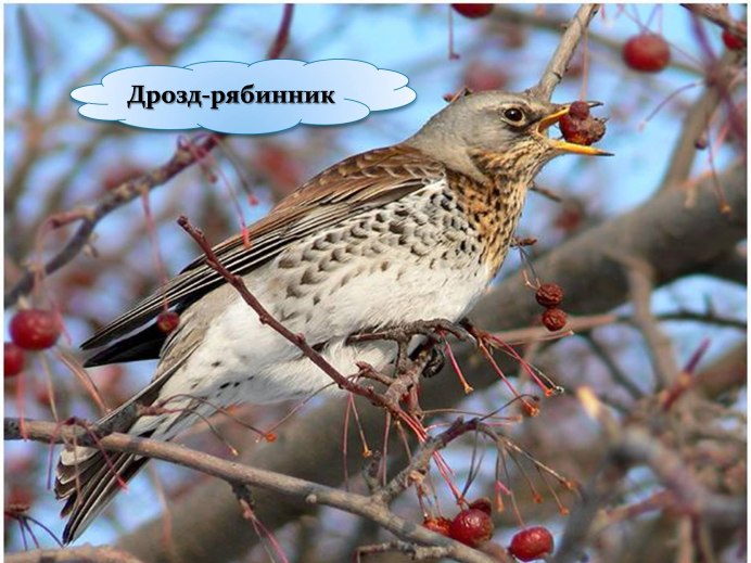 Птицы Сибири зимующие Щур