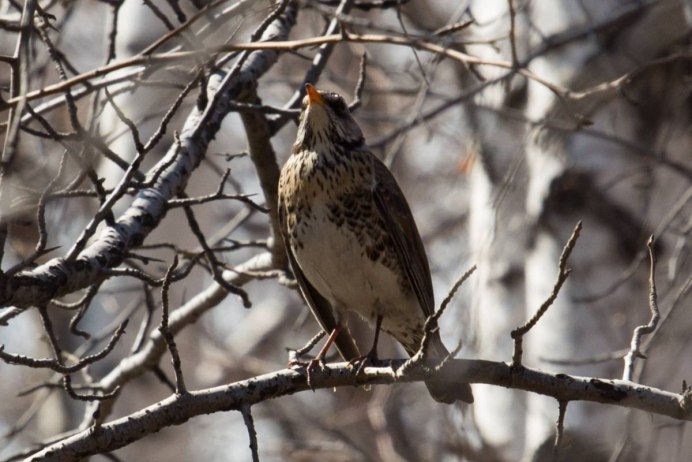 Свиристель обыкновенный (Bombycilla garrulus)