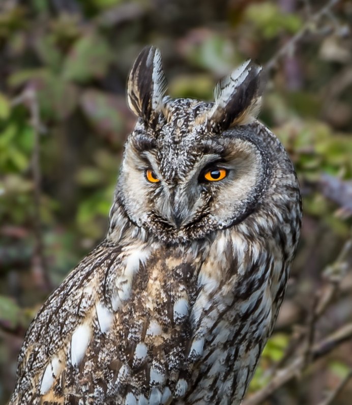 Болотная Сова (ASIO flammeus)