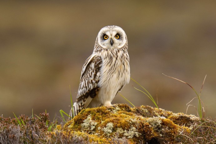 Филин обыкновенный (Bubo Bubo)