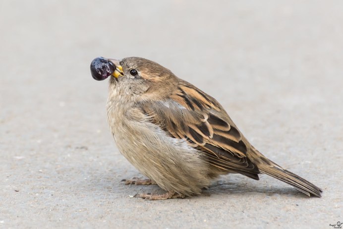 Воробей подросток