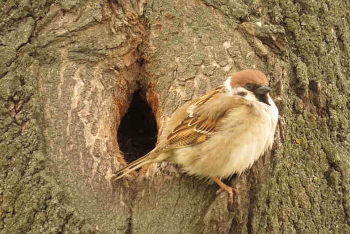 Домовый Воробей в городе