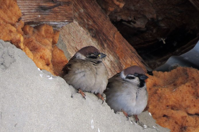 Домик для воробья
