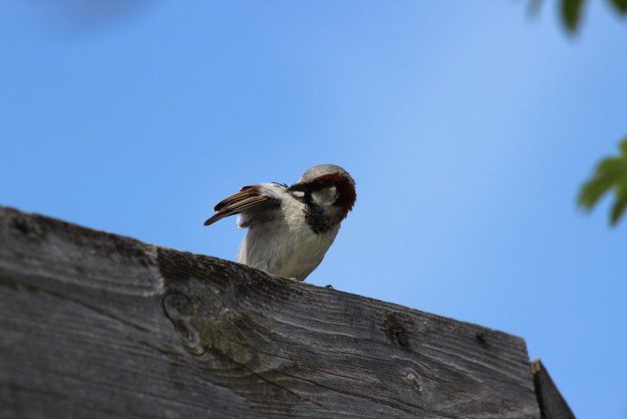 Воробьи у окна