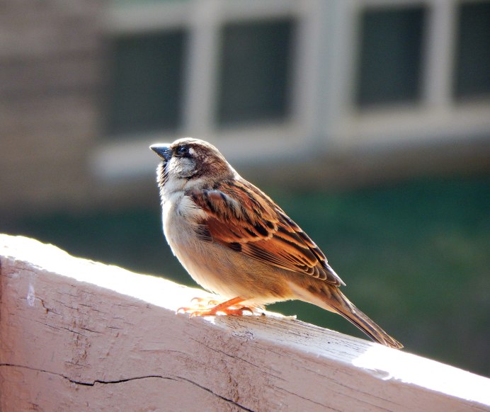 Воробей дома