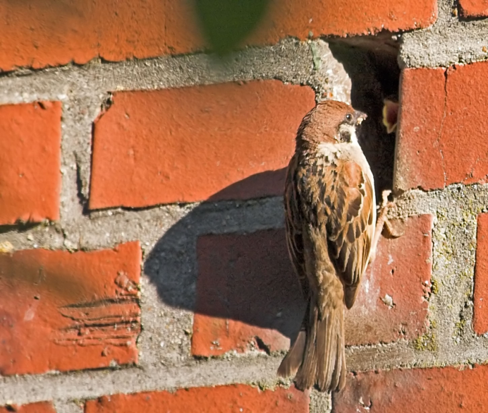 Домовый Воробей самка