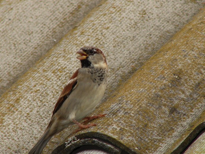 Воробей Эбби