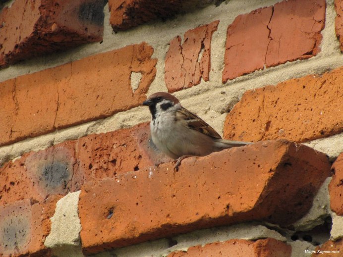 Домовой Воробей в городе
