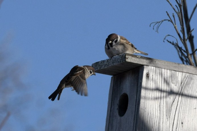 Воробей в скворечнике