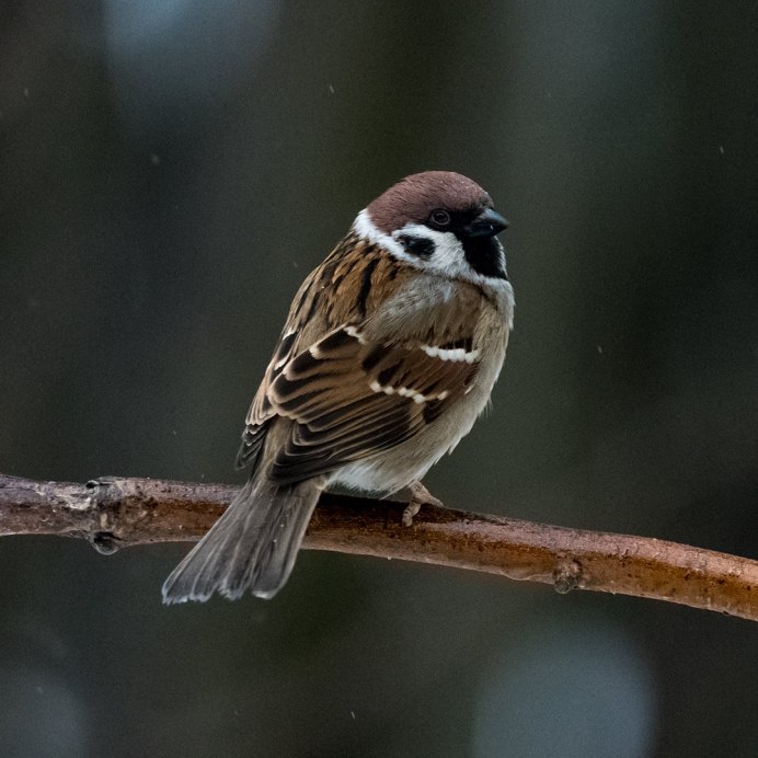 Воробей в городе
