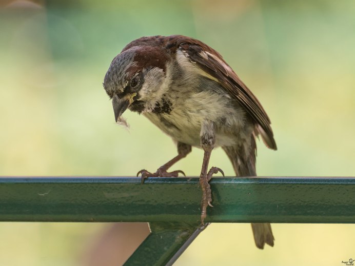 Воробей на подоконнике