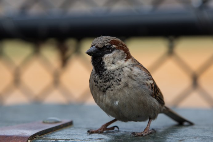 Воробей чирикает на крыше