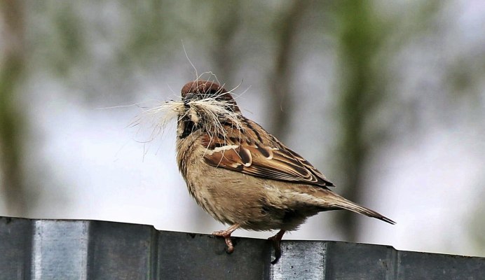 Птицы под крышей зимой