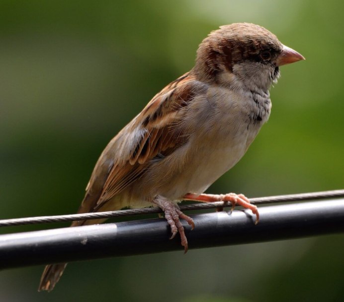 Воробей насекомоядная птица