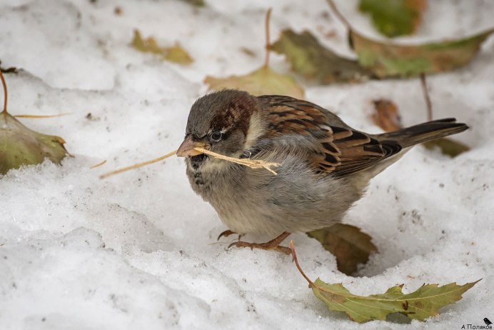 Маленький Воробей