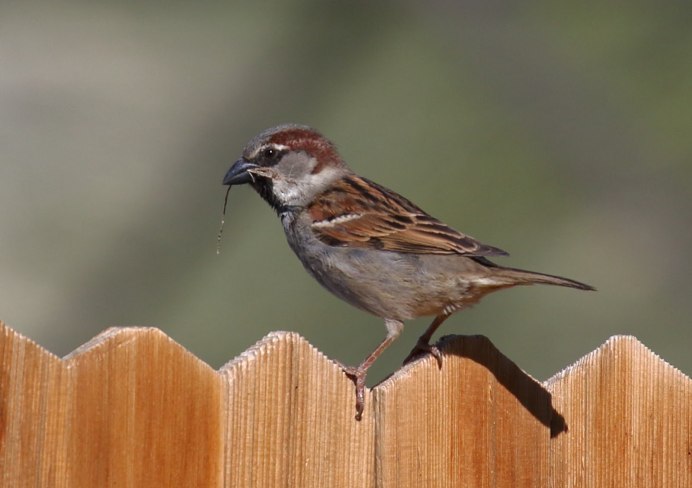 Домашний Воробей