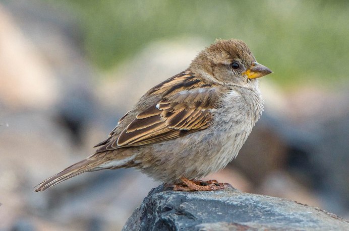 «Воробей и синица» Бызов
