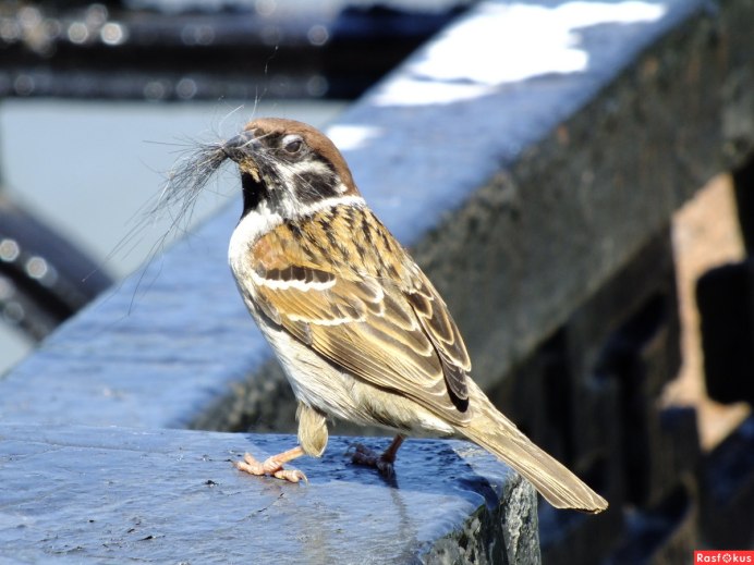 Домашний Воробей
