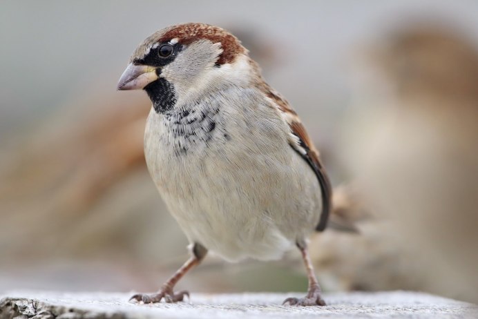 Воробей в неволе