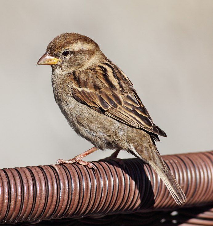 Гнездо воробья в городе