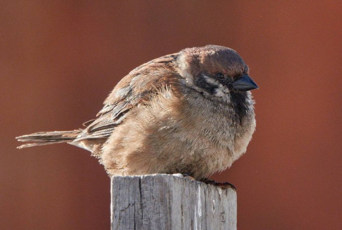 Домашний Воробей