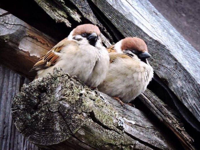 Домовый Воробей в городе