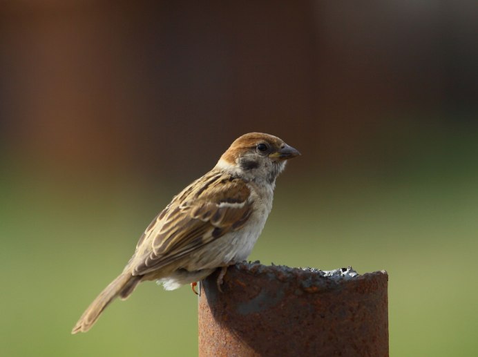 Воробей на крыше