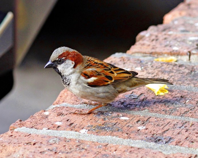 Воробей залетел в дом