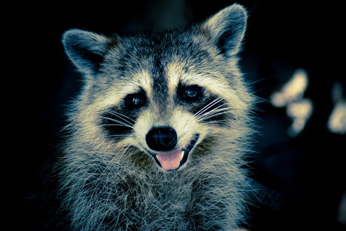 Енот на аву