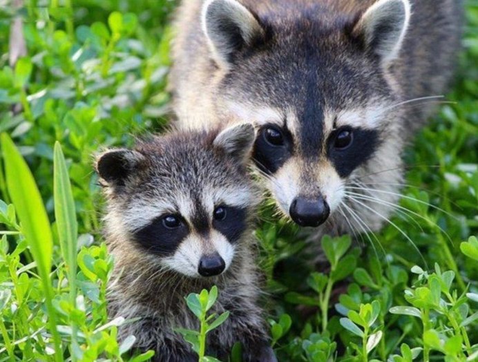 Пафосный енот