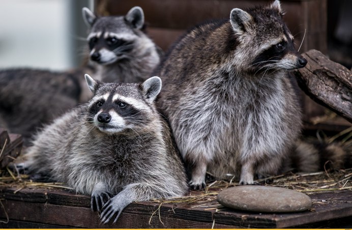 Голубоглазый енот полоскун