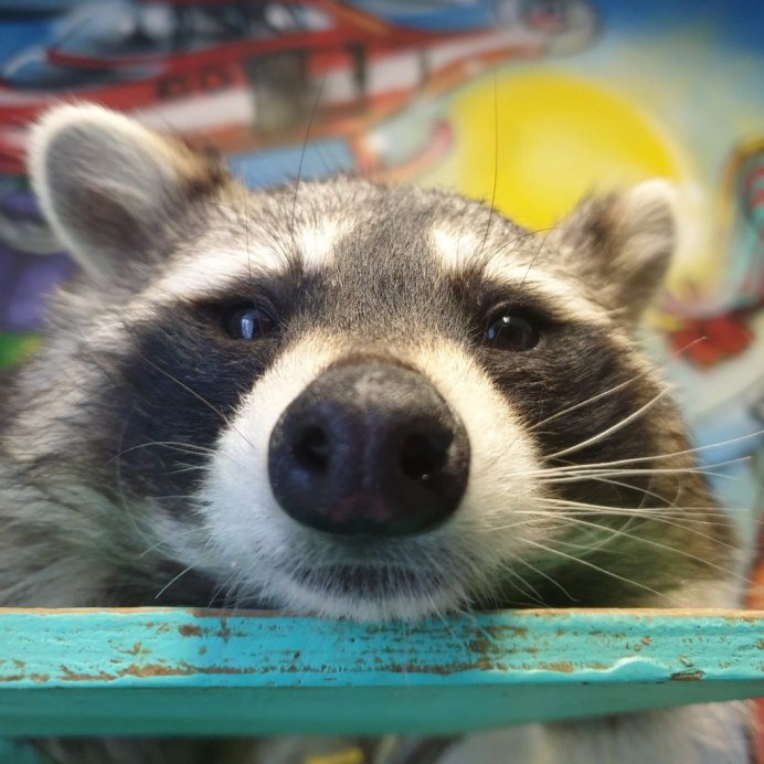 Голубой мех енота