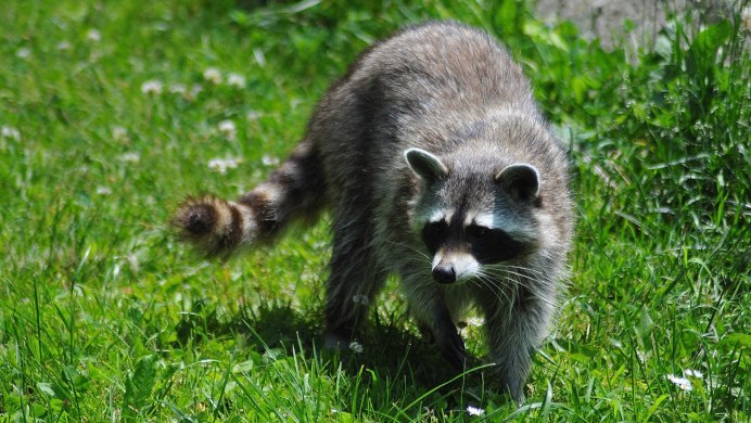 Енот красавец