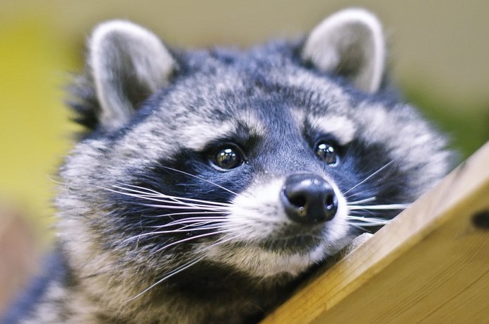 Енот с голубыми глазами