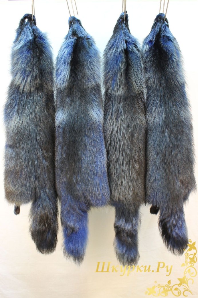 Гваделупский енот