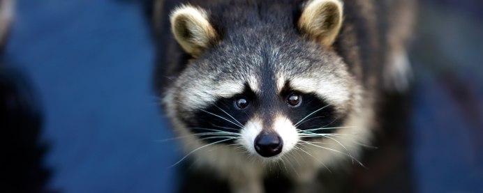 Енот полоскун видео