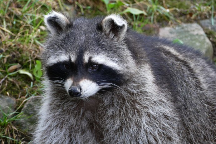 Фиолетовый енот