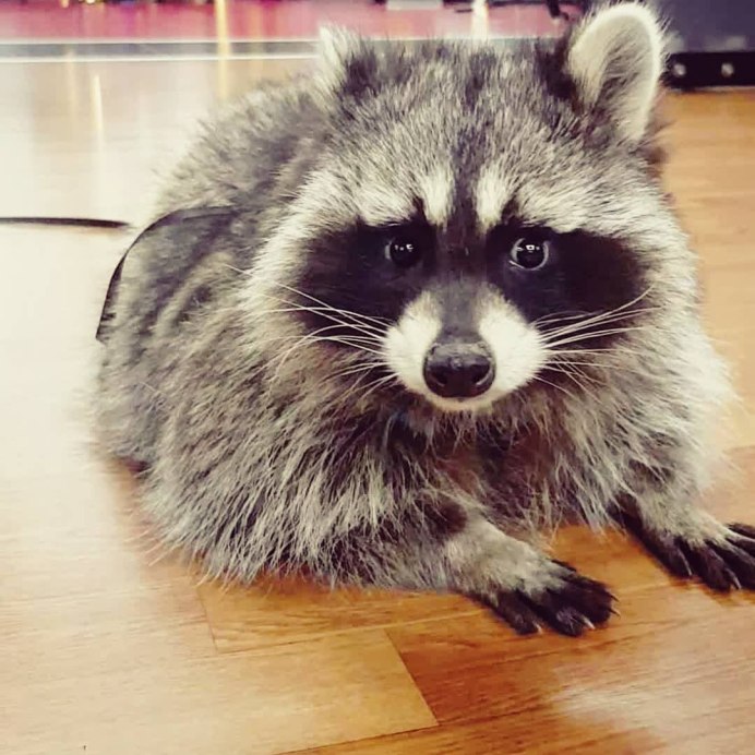 Окрасы декоративных енотов полоскунов