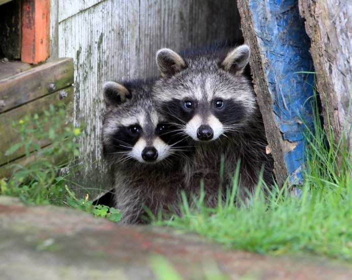 Енот в гамаке