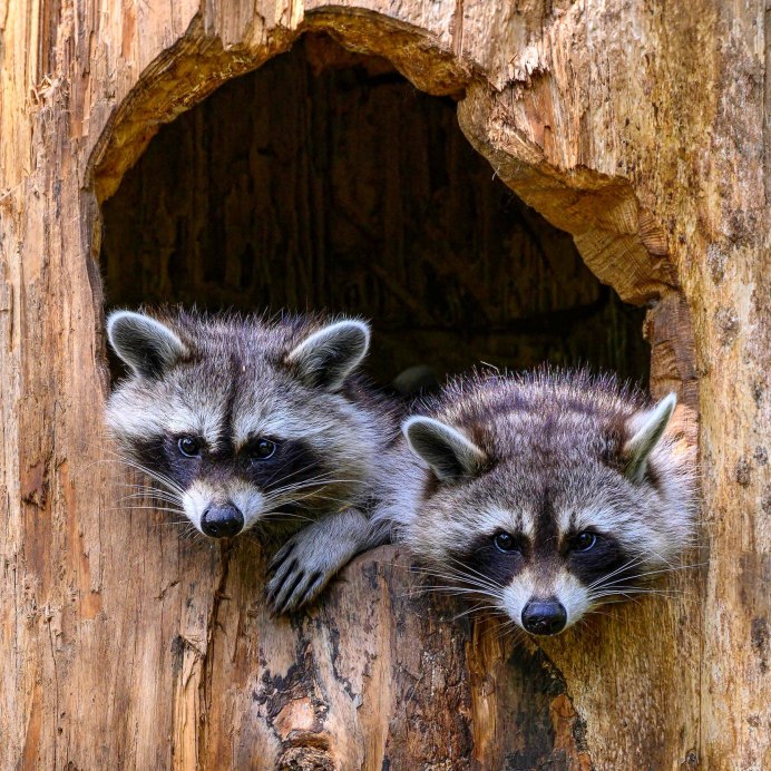 Енот валяние