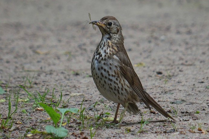 Turdus viscivorus
