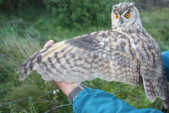 Виргинский Филин (Bubo virginianus)