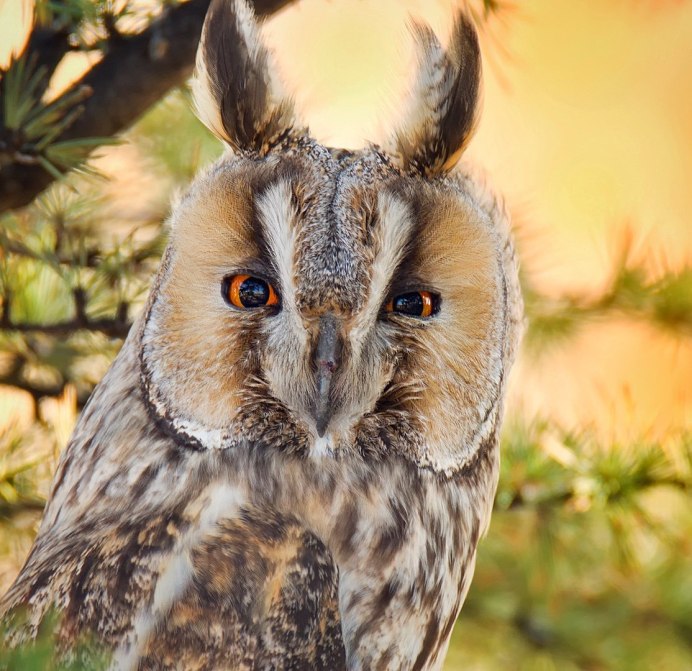 Long eared Owl
