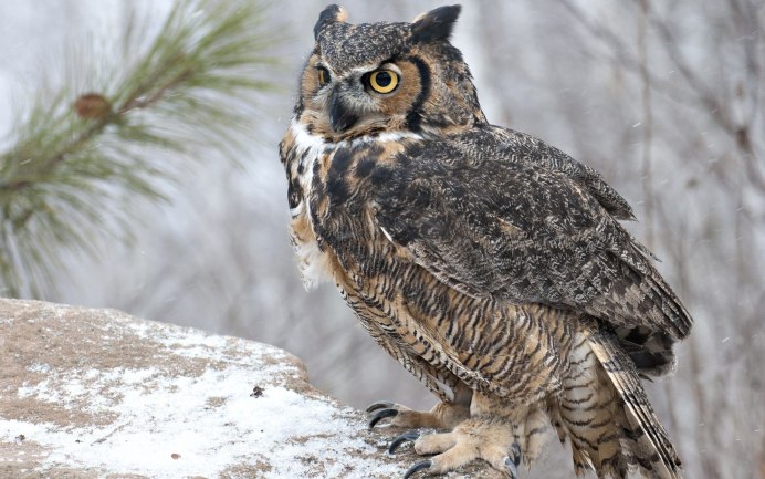 Great Horned Owl (Сыч).