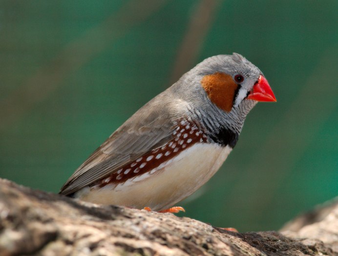 Poephila Acuticauda