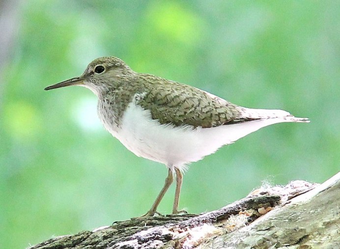 Кулик перевозчик птица